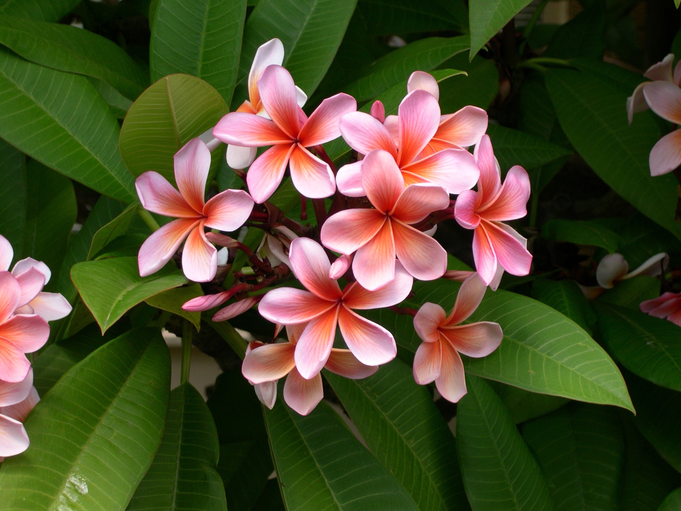 Example Image of Plumeria